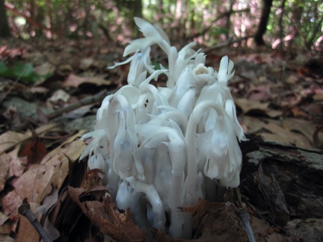 Indian pipes on the summer forest floor.